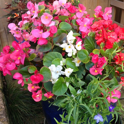 Begonia Seeds - Semperflorens